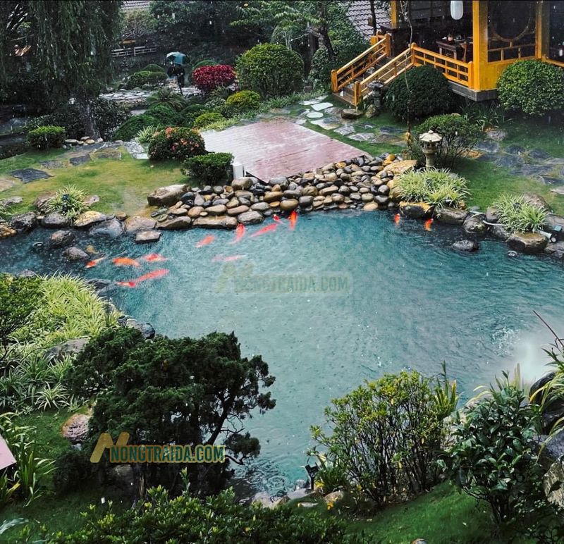 Mẫu Hồ Cá Koi Sân Vườn Lạt Chay Vegan Ninh Bình
